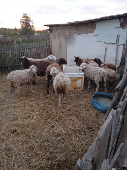 Продам баранов срочно