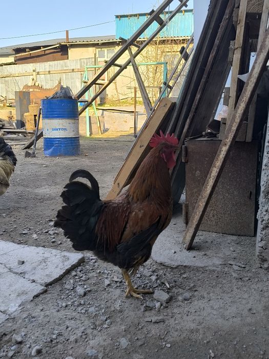 Домашние петухи продается