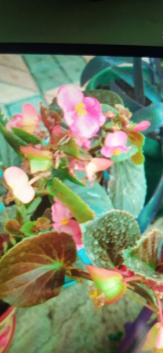 Продам комнатные цветы