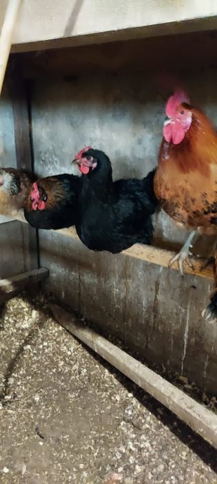 Продам  цыплят цветных  домашних 800 тнг штука