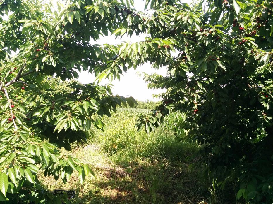 Продава се Земеделски имот в с. Крумово, Област Пловдив -  кв.м за 8922 €/дка - Снимка #3