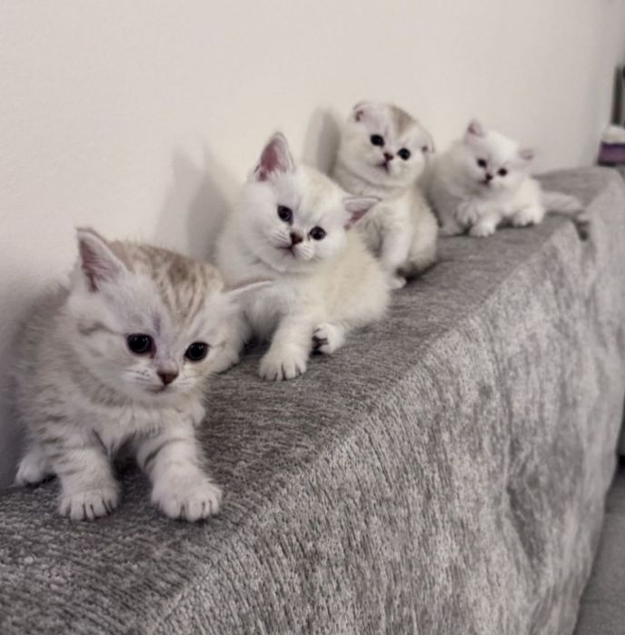 Вязка. Шотландский кот.