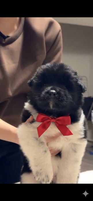 Щенки оболденные красивые