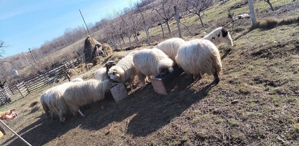 Se vinde fân pentru oo