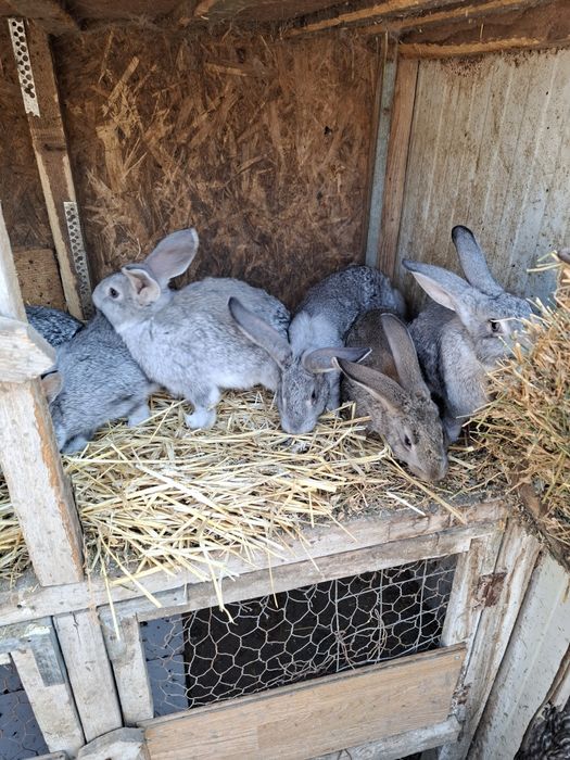 Vand iepurasi dragalasi