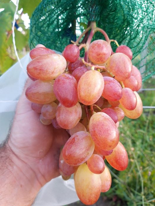 Preobrajenie viță de vie