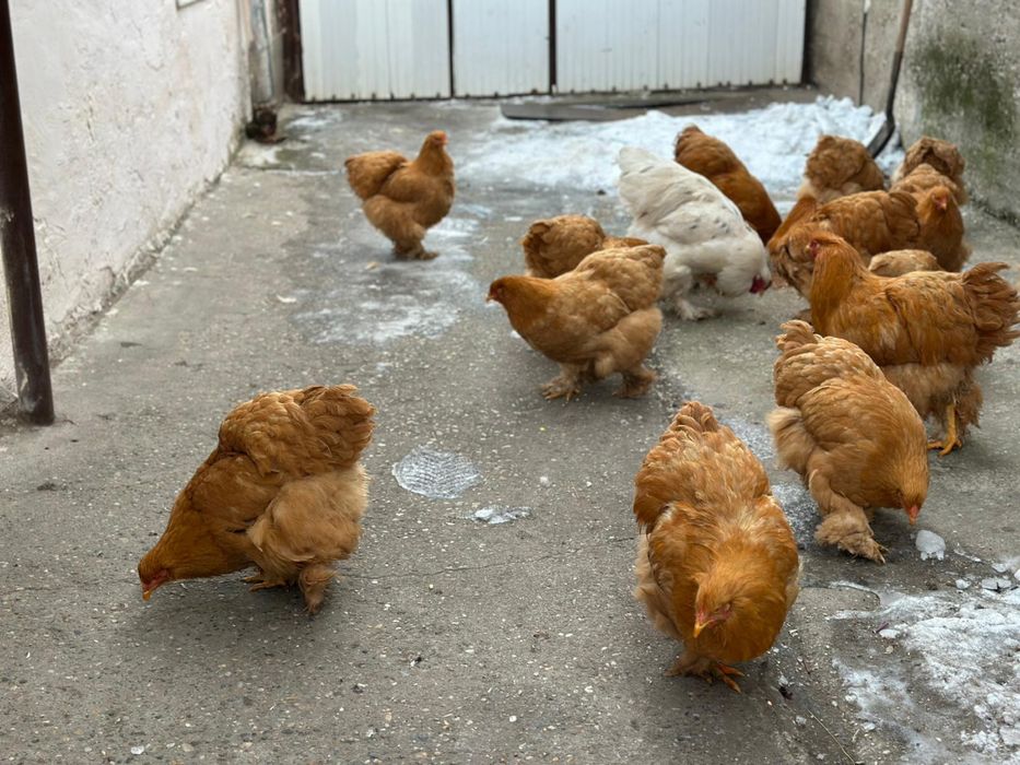De vânzare gaini cochinchina urias galben