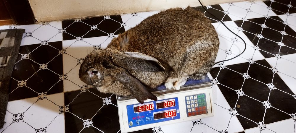 Куйон сотилади    т