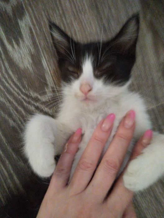 Котята от кошки крысоловки