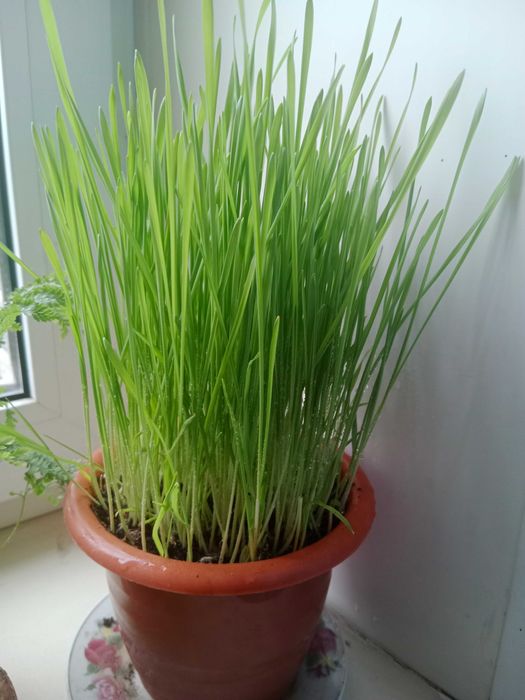 продается пророщенная пшеница