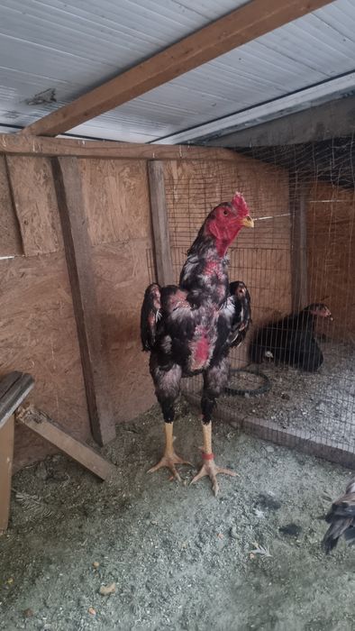 Дакан кораз .дддд