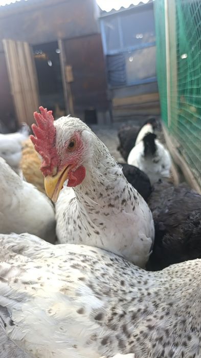 Продам петушков молодок