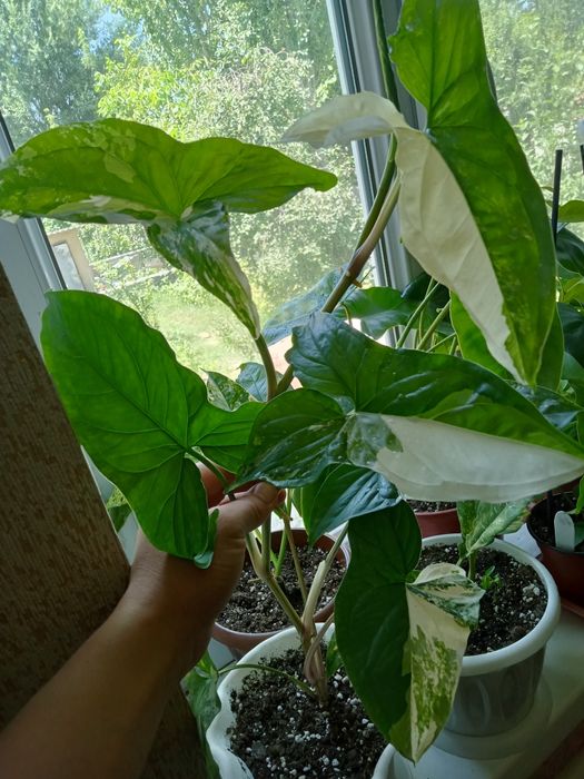 Продам сингониумы