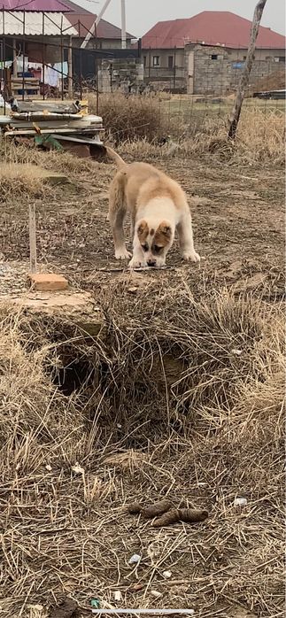 Щенок сао алабай кушык собака