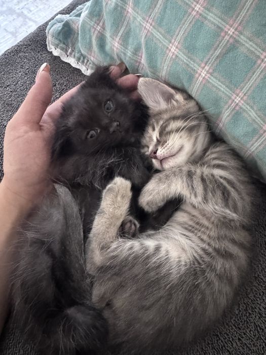 Срочно продаются котята