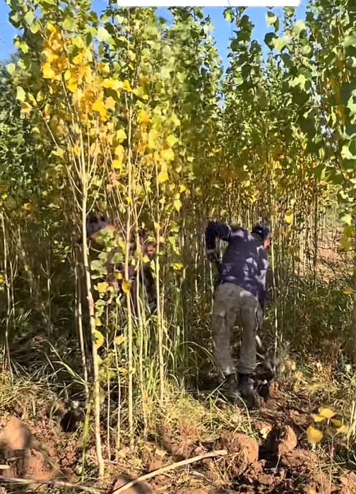 Саженцы всех видов деревьев