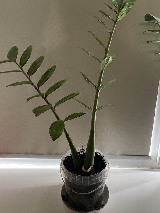 Цветы 2000 тг-1500 тг-1000 тг