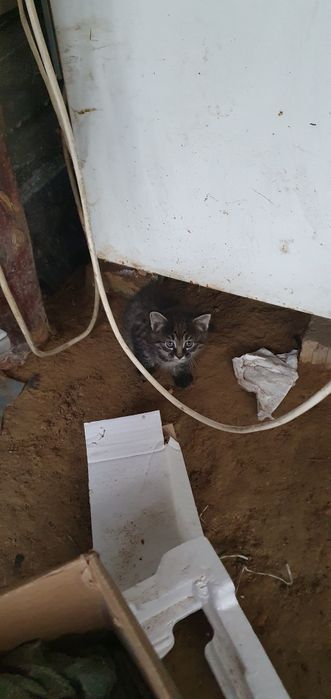 Отдам котёнка. Девочка.