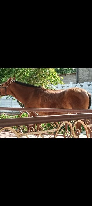 Минги ири тай сатылады