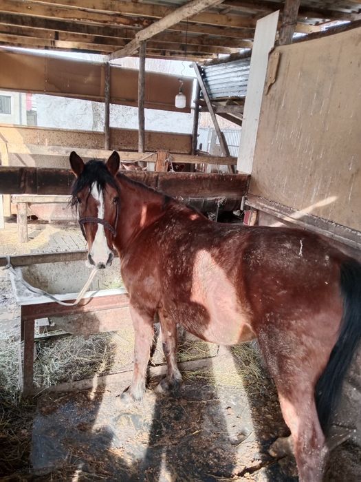 Бие буаз 3 ши тума