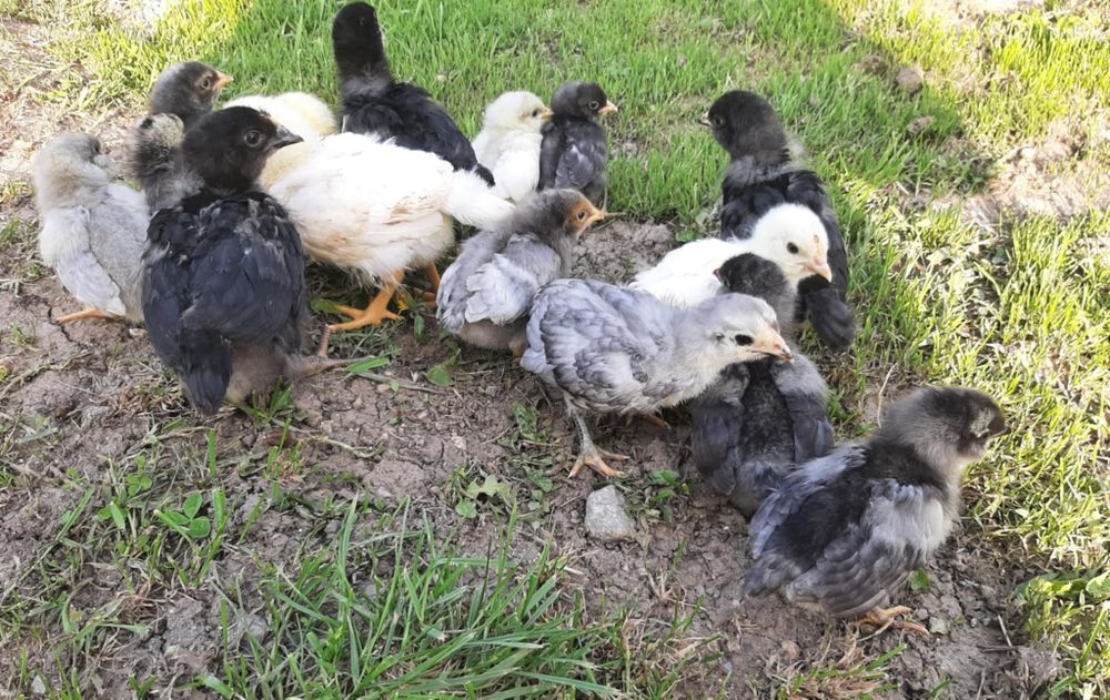 Продавам пилета Амераукана 16дневни