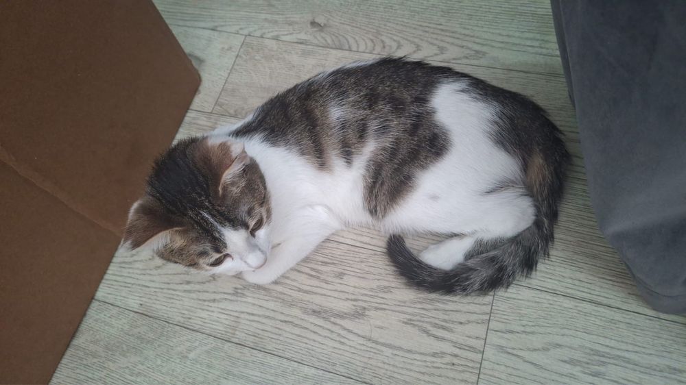 Отдам Котенка в хорошие руки