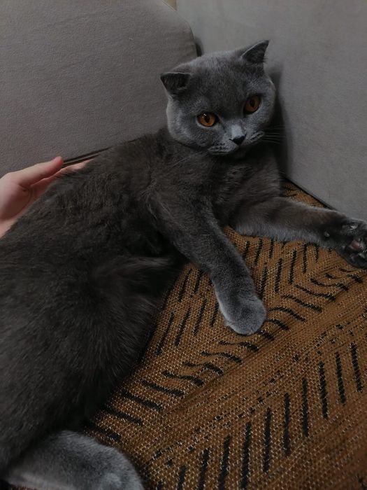 Отдадим в хорошие, добрые руки