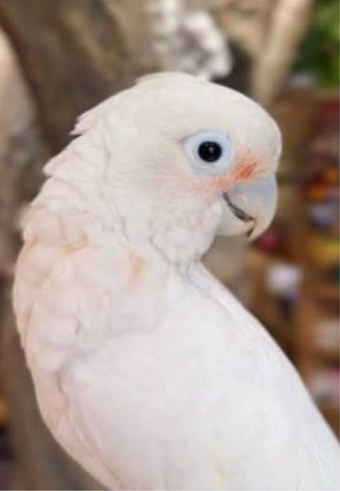 Какаду гоффина продам