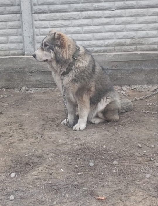 Продам суку тобета супертяж