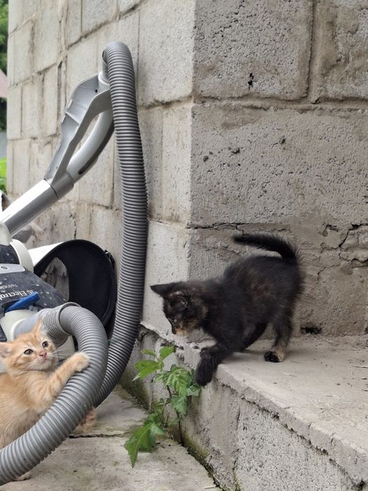 Котята в добрые руки. Мысык