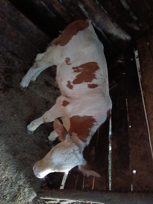Vând vițel bălțat românesc