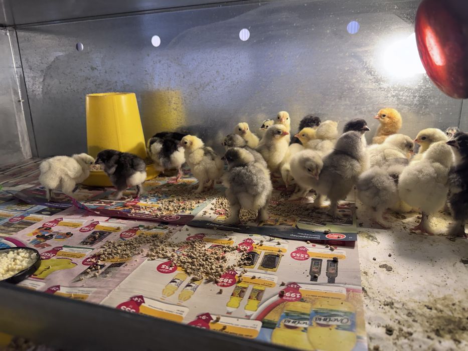 Брама суточные цыплята
