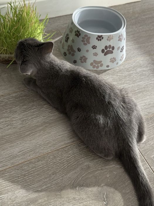 Отдам котенка в добрые руки