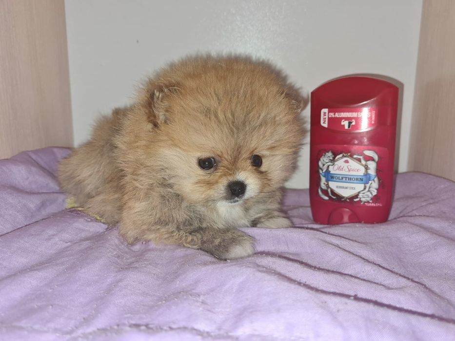 Продам щенков шпица