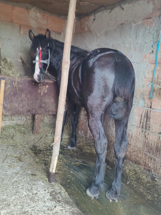 Manz de 2 ani de vânzare