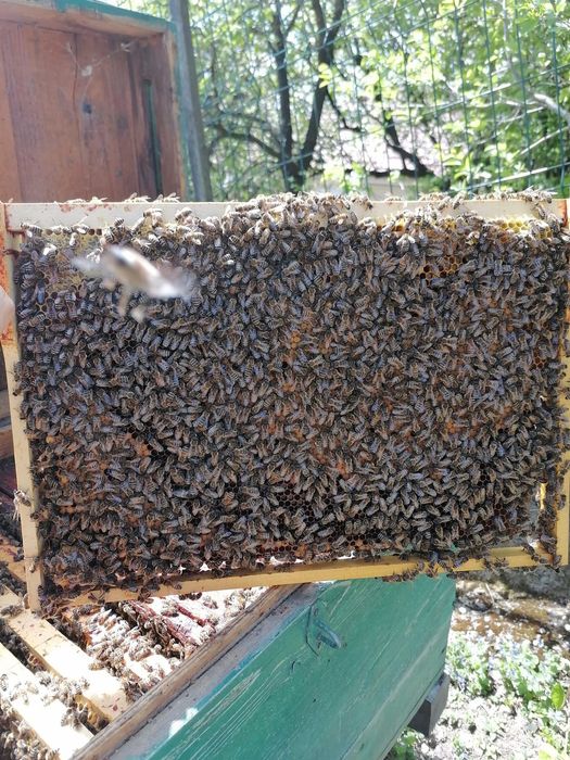 Vând 10 familii de albine