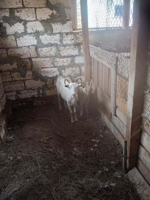 Обмен ешкіні қозыға