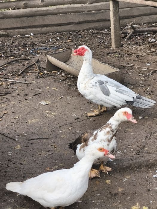 Rațe mute leșești tineret familie 9