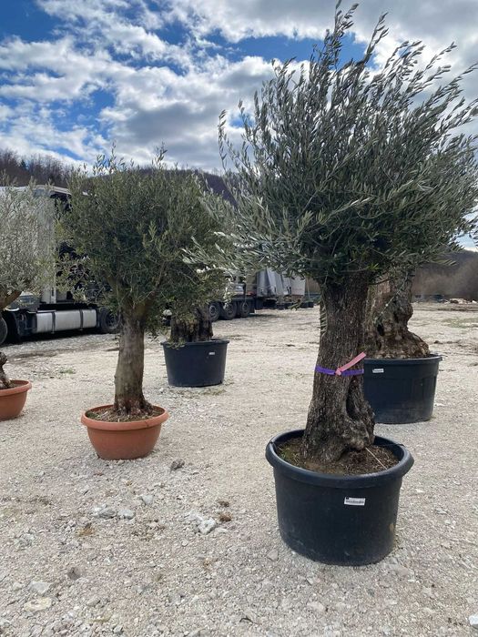 Plante Verzi Rezistente pentru Spații Private