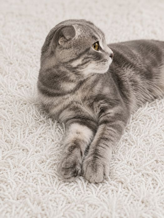 Шотландская вислоухая кошка