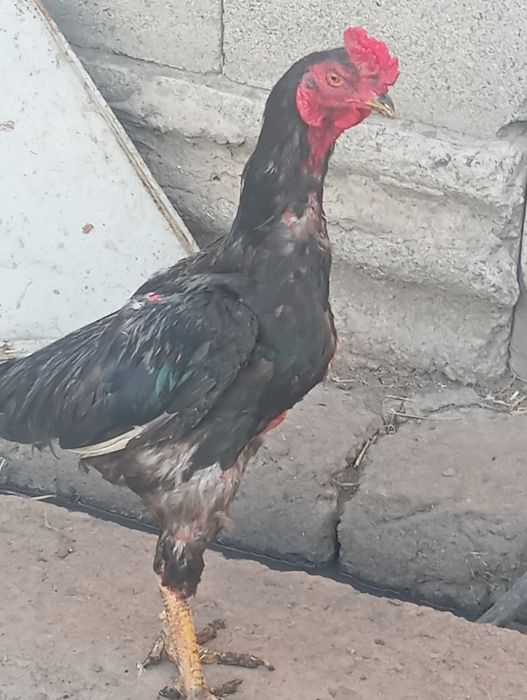 Продам петуха дакана