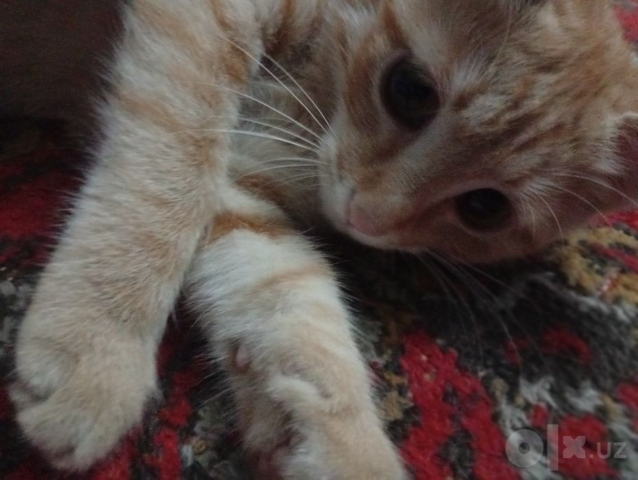 Активный, рыжий котёнок