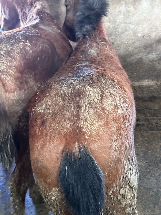 Жылқы 1.5-2жасар