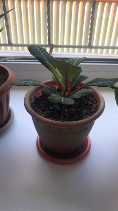 Продам комнатные цветы