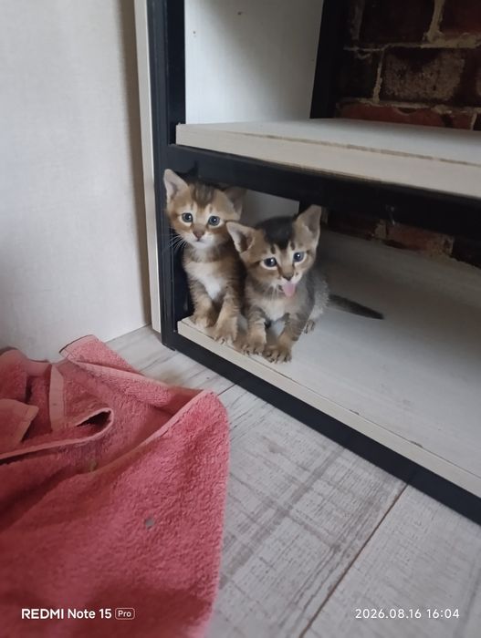 Котята бесплатно