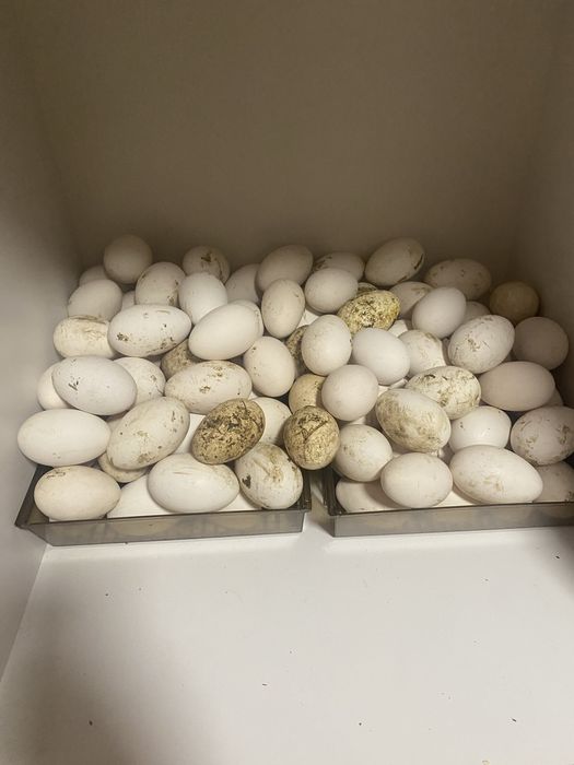 Oua de gasca de vanzare