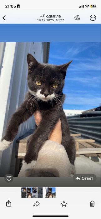 Котик в добрые ручки.