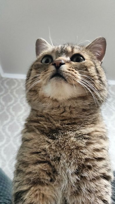 Взрослый красивый кот