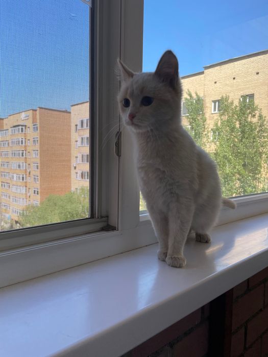 Отдам котенка даром