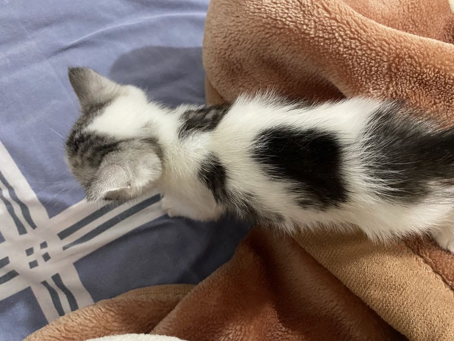 Котенок в добрые руки